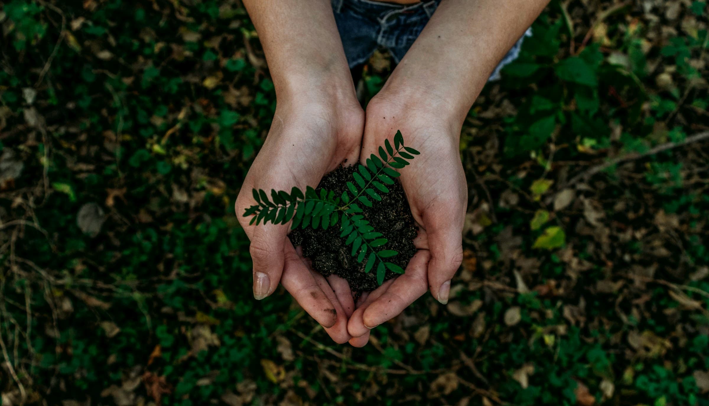 Hands holding plant